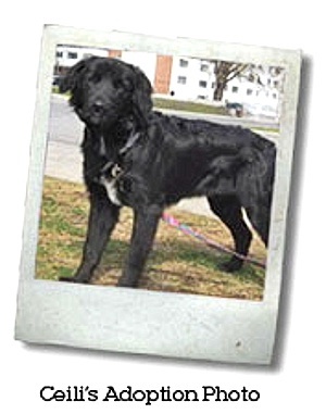 adoption April 2005