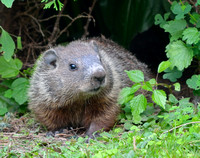 Gus the Groundhog